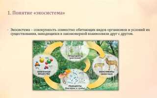 Что входит в экосистему яндекс