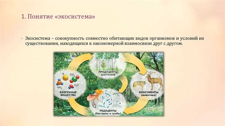 Что входит в экосистему яндекс